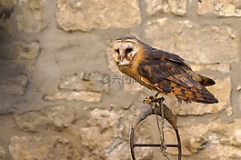 捕食者,貓頭鷹,鳥