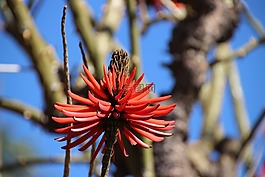 花,紅色,自然