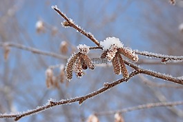 fruehlingsahnen,雪,布什