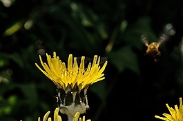 黃,花,性質(zhì)