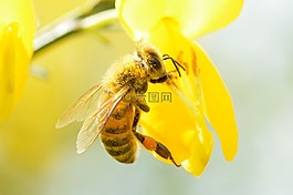 蜜蜂,是最,開花