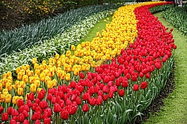 郁金香,花園,keukenhof