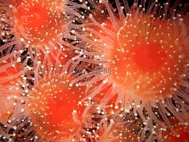 海膽,水族館,工作臺(tái)