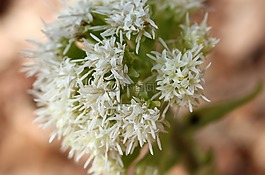 白色油炸,開花,春天