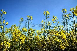 油菜,油菜籽場(chǎng),黃色