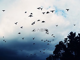 鸟,天空,野兽