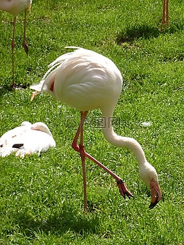 火烈鳥,鳥,動(dòng)物園