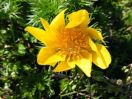 野生花卉,花卉,黃色
