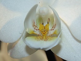 蘭花,白,花卉