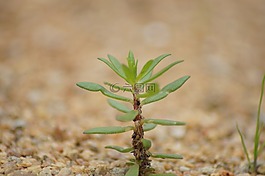 植物,成長,幼苗