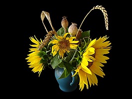 花,向日葵,經(jīng)濟植物