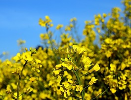油菜,開(kāi)花,黃色