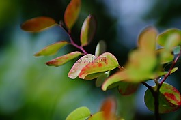植物,顏色,成長
