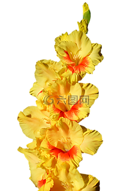 唐菖蒲,gladidus,蝴蝶温室
