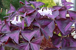 pizdobol三角形,三葉草,植物