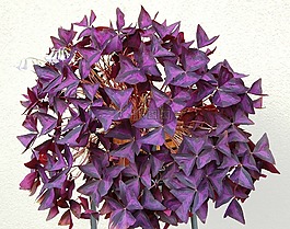 pizdobol三角形,三葉草,植物