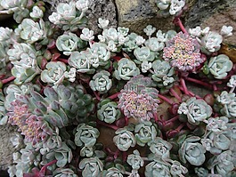巖生植物,花園,一夜暴富