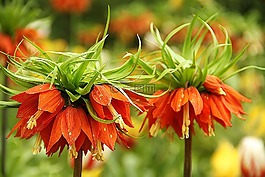 鮮花,keukenhof,自然