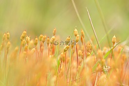 苔花,花,苔