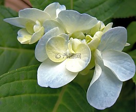 宏,花卉,性質(zhì)