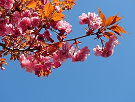 树,开花,粉红色