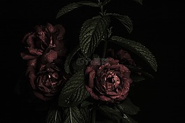 玫瑰,花束,花