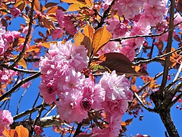 树,开花,粉红色