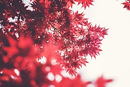 枫,叶子,红色