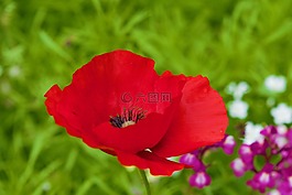 罌粟,花,紅色