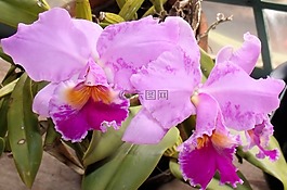 植物,花園,蘭花