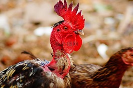 hencock,動物,母雞
