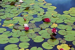 百合,水,蓮花