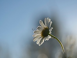 白,花,盛開