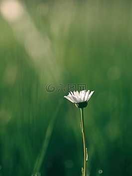 花,自然,綠色