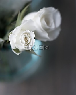 玫瑰,花卉,白