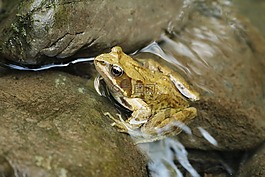 青蛙,水,河