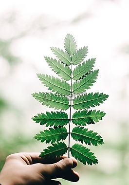 綠色,葉,植物
