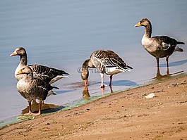 鵝,灰鵝,鳥