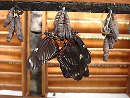 蝴蝶,昆蟲,玩偶