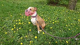 amstaff,狗