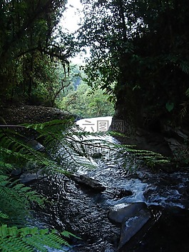 森林,河,水