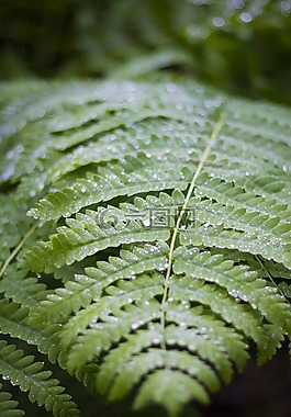 蕨類植物,制動,綠色