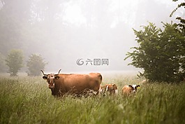 綠色,草,植物