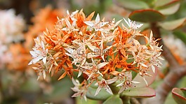 花的,自然,鮮花