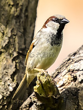 麻雀,斯珀林,鳴鳥