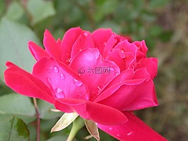 玫瑰,露水,雨點