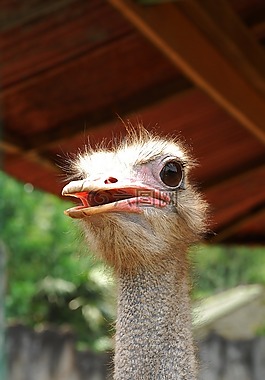 鴕鳥,動物,牲畜