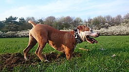 狗,amstaff