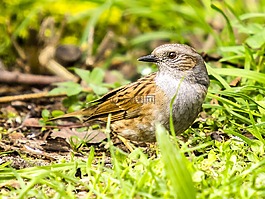 dunnock,鸟,鸣鸟