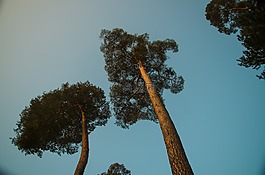 藍色,天空,樹